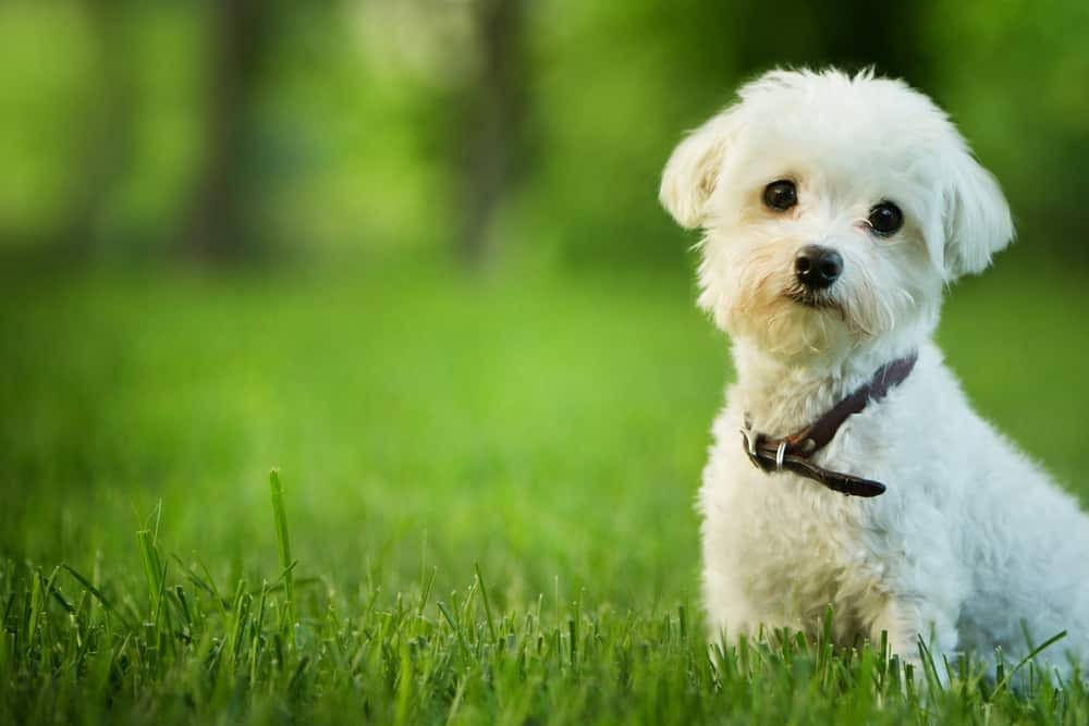 bichón maltés adorable sentado en la hierba