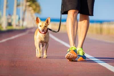 Un perro marrón pequeño con correa y collar rojo pasea junto a un hombre por el paseo marítimo.