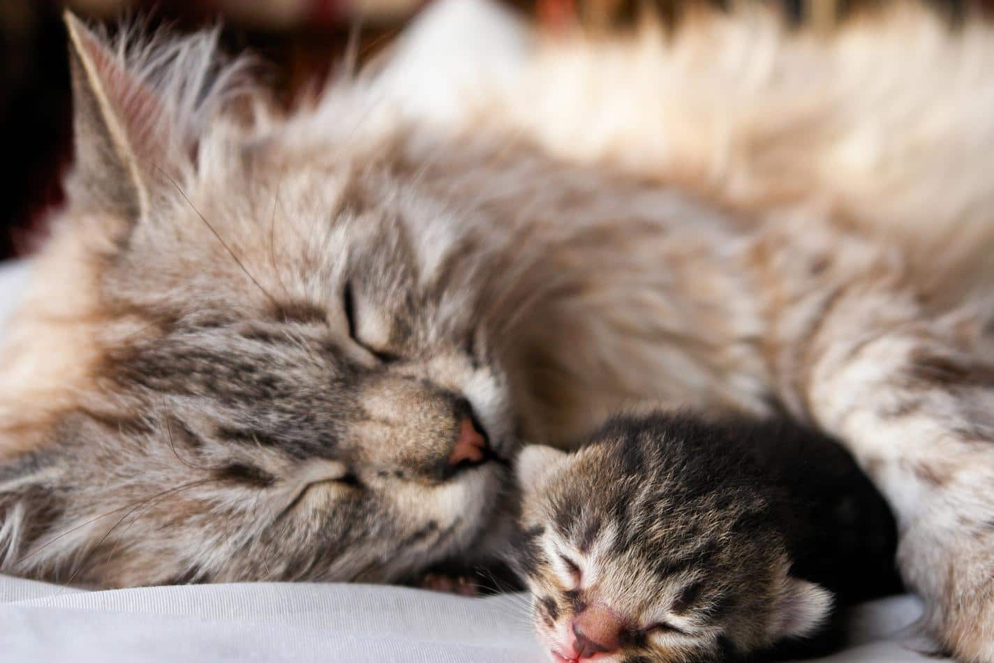 Gata de pelo largo duerme con la pata sobre su gatito recién nacido.