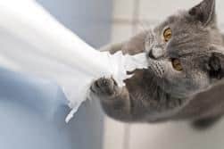 Un gato gris mordisqueando papel higiénico.