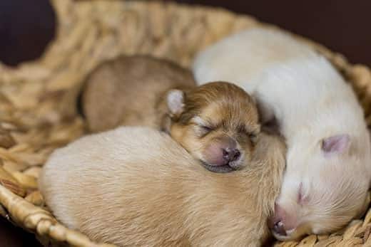 Cachorros de pomerania recién nacidos durmiendo juntos en una cesta.