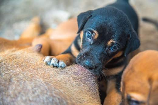 Cachorros recién nacidos amamantándose de la madre.