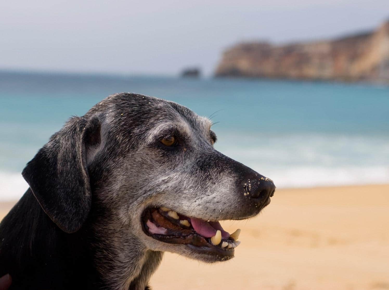 Un perro negro mayor con hocico gris sentado en la playa con el océano en el fondo.