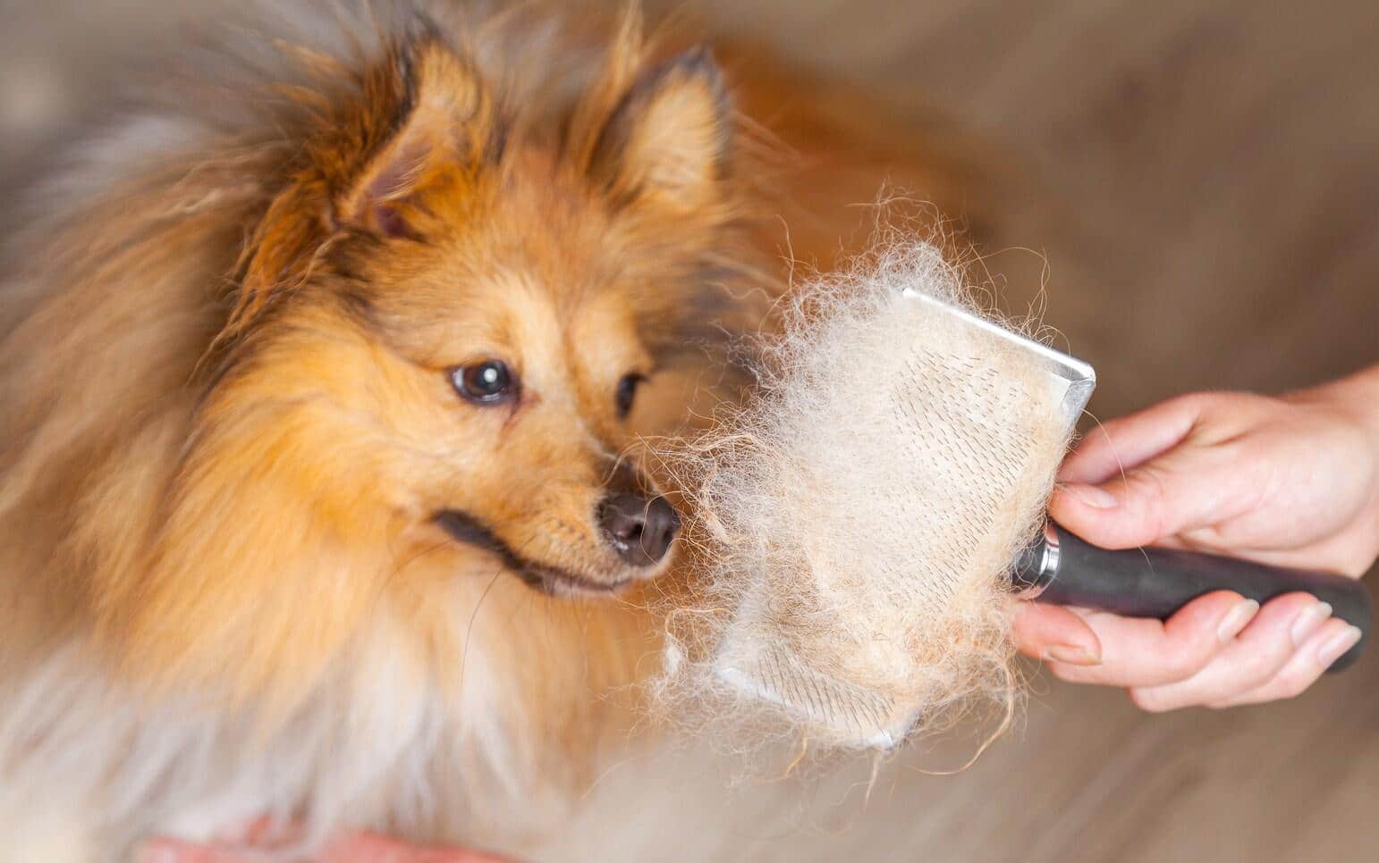 Perro de pelo largo rojizo y blanco siendo cepillado.