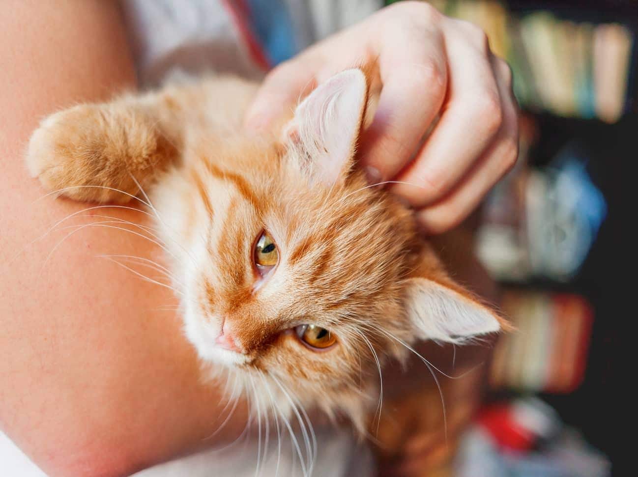 Unos brazos sostienen a un gatito naranja