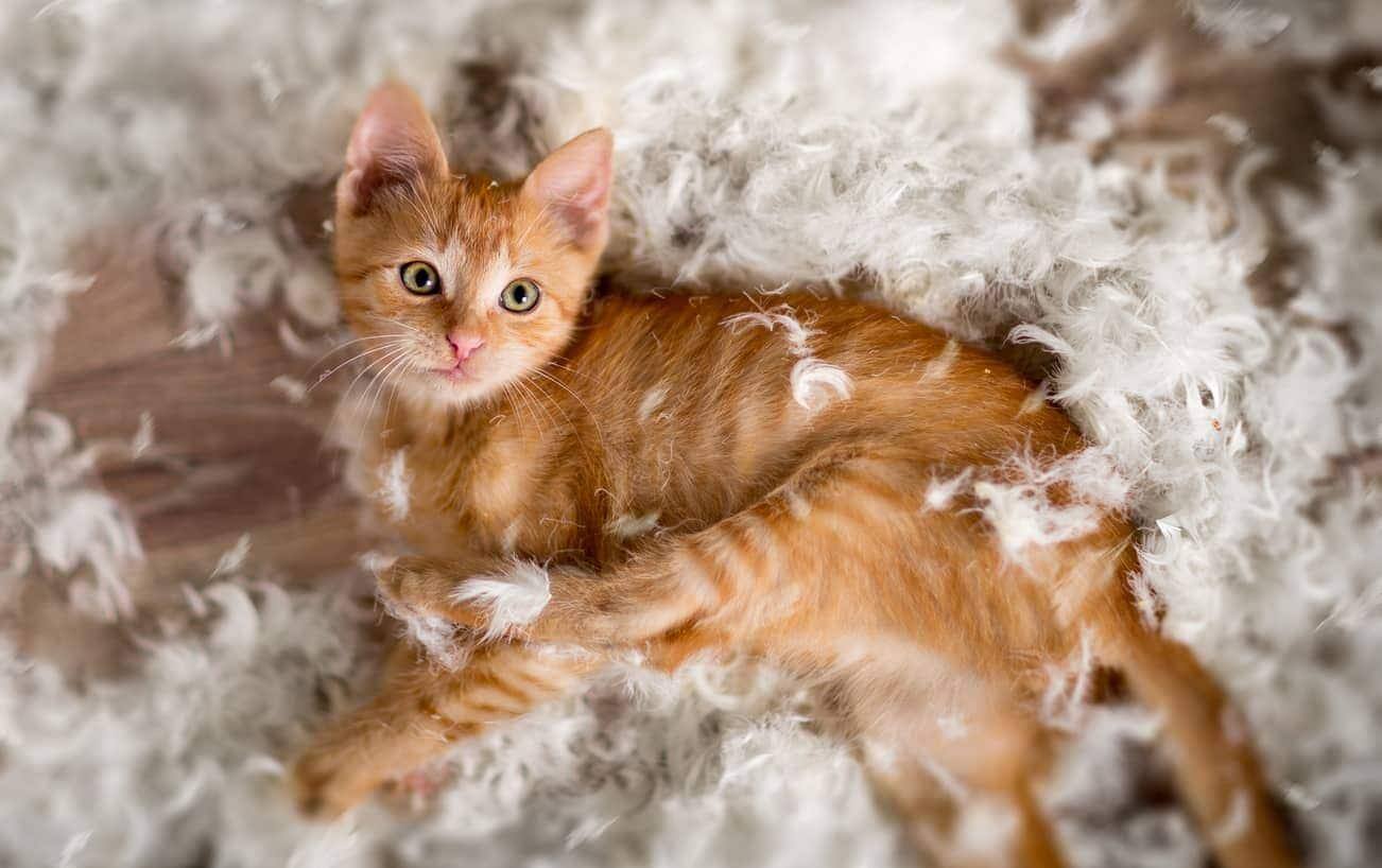 Pequeño gato naranja jugando con plumas