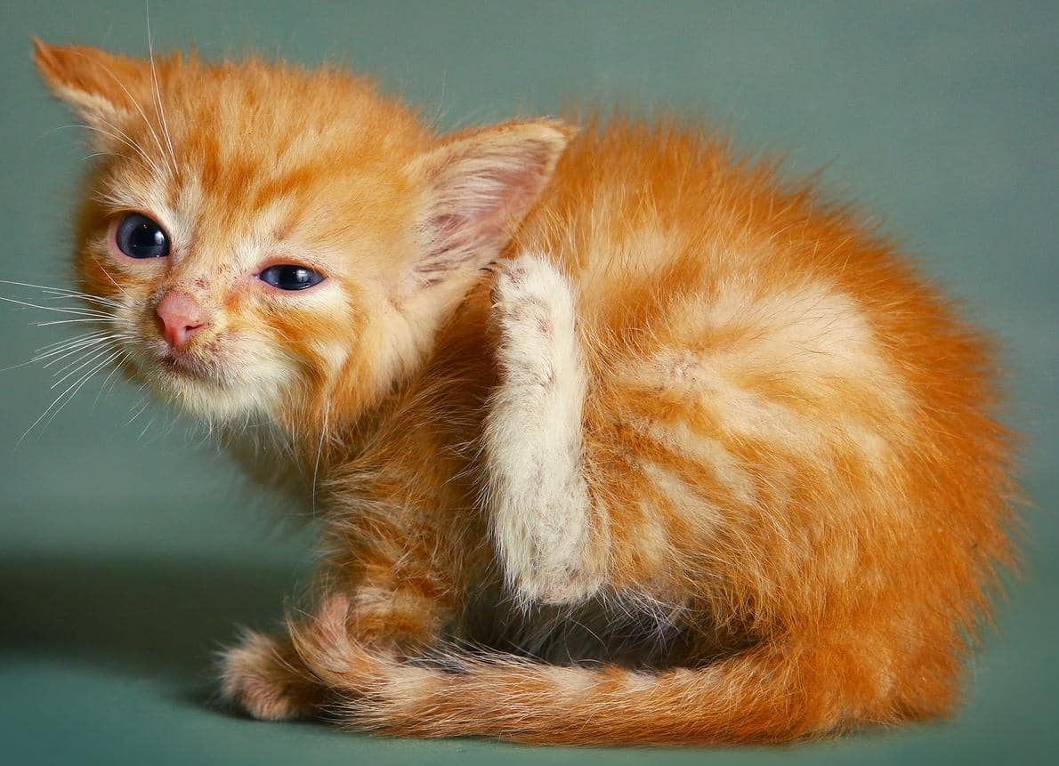 Gatito naranja rascándose la oreja con la pata.