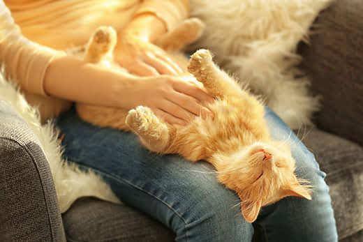 Un gato naranja atigrado se tumba de espaldas en el regazo de una mujer mientras le acarician el pecho.