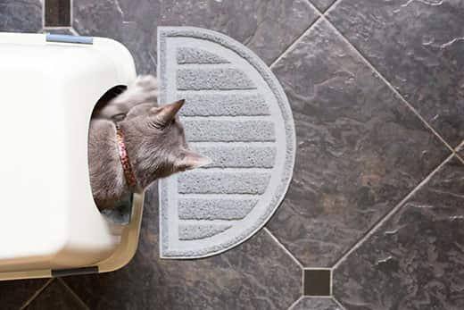 Vista aérea de un gato gris sacando la cabeza de un arenero.