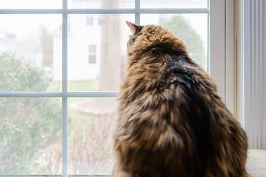 Gato de pelo largo con sobrepeso mirando a través de la ventana.