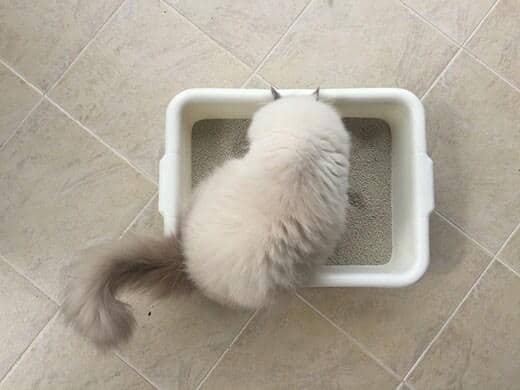Gato persa en un arenero sobre un suelo de baldosas. 