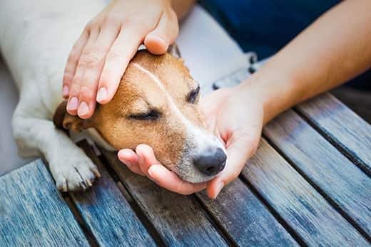 Persona sujetando la cabeza de un Jack Russell terrier tumbado en un escritorio.