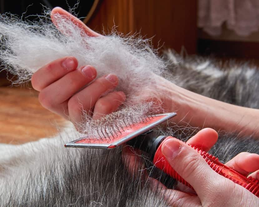 Una persona cepilla a un perro que suela grandes cantidades de pelo