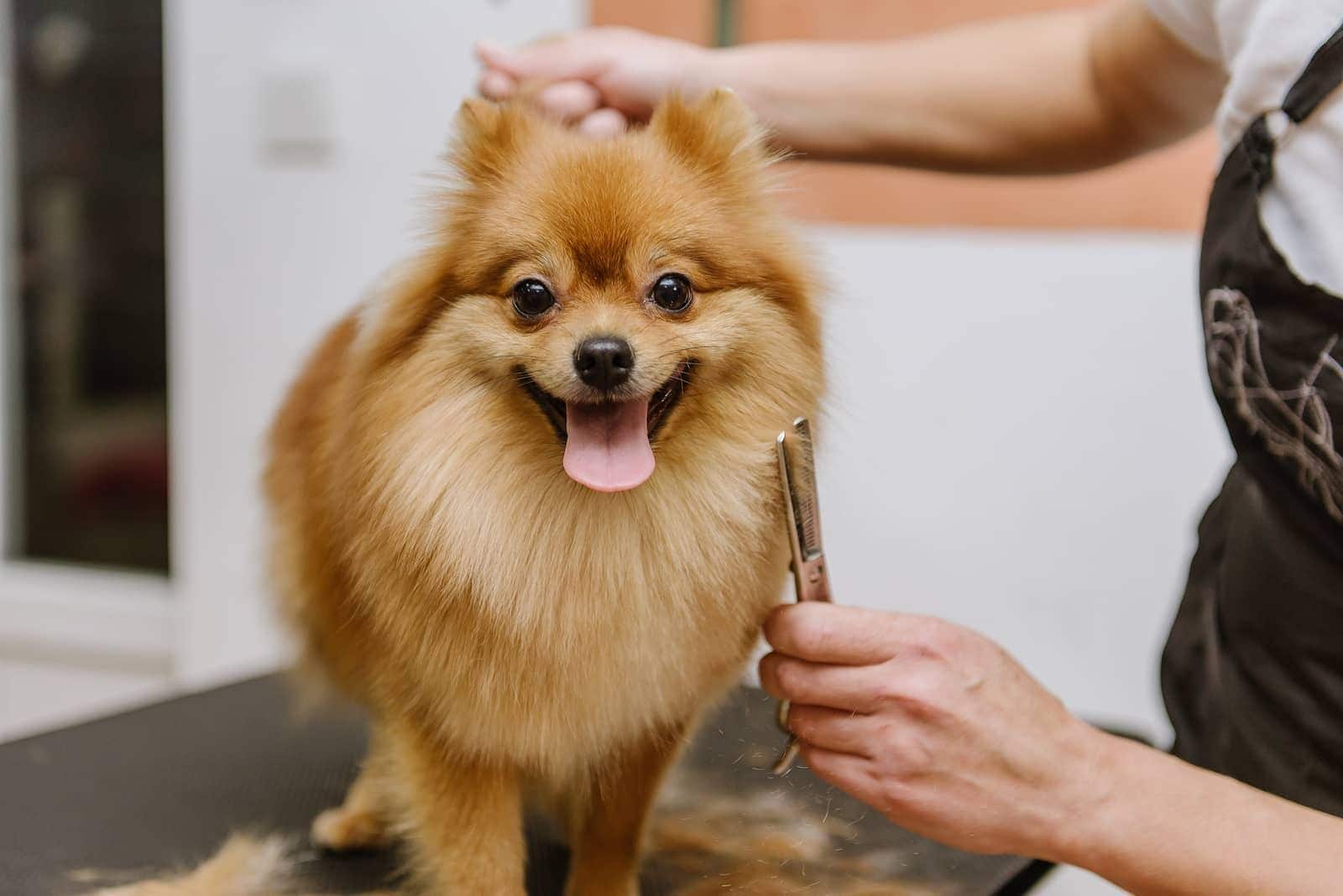 Pomerania naranja siendo aseado