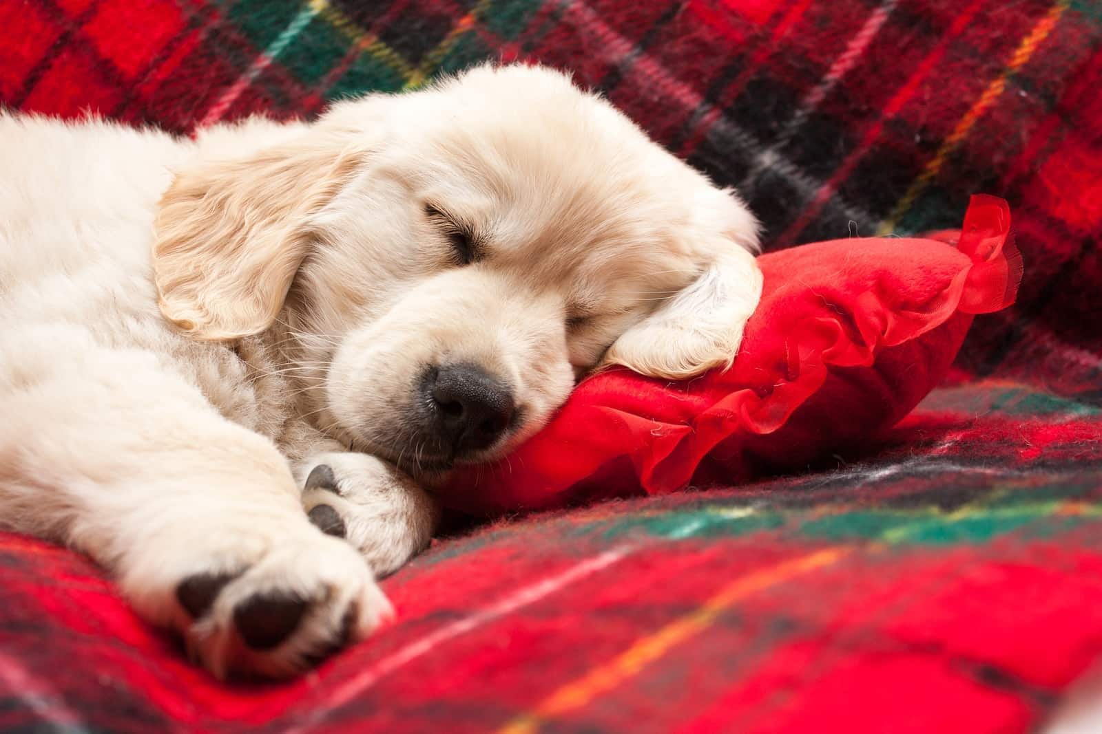 Cachorro de golden retriever dormido en una manta roja de franela.