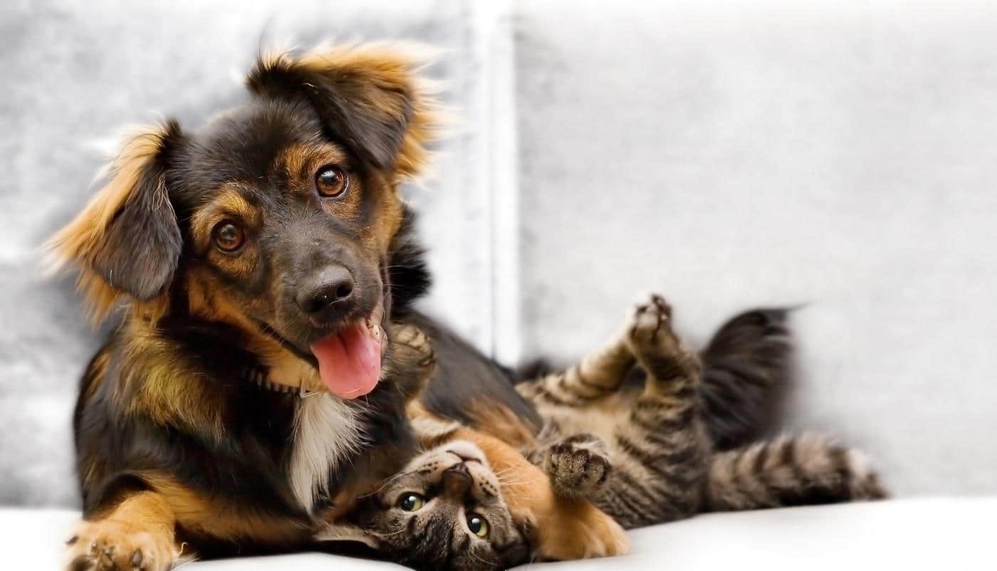 Cahorro y gatito jugando en un sofá