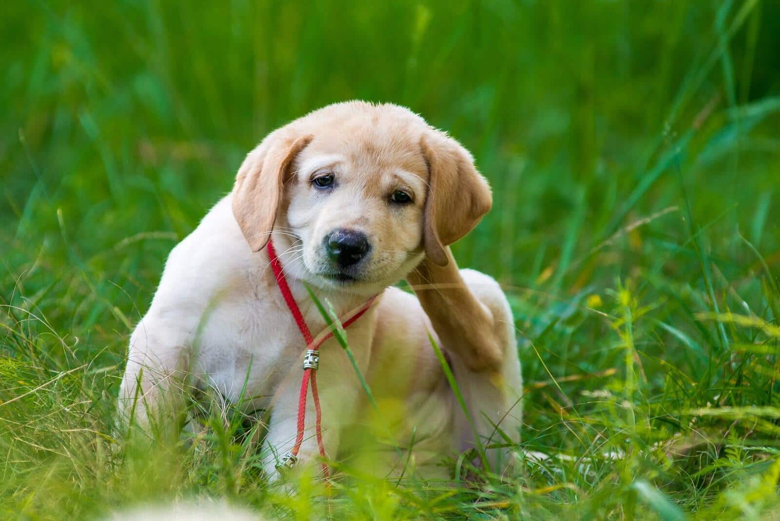 Cachorro de retriever arañando pulgas en la hierba