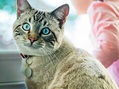Un gato atigrado se acerca a una mujer apoyándose en el brazo de un sofá a cuadros verdes y blancos