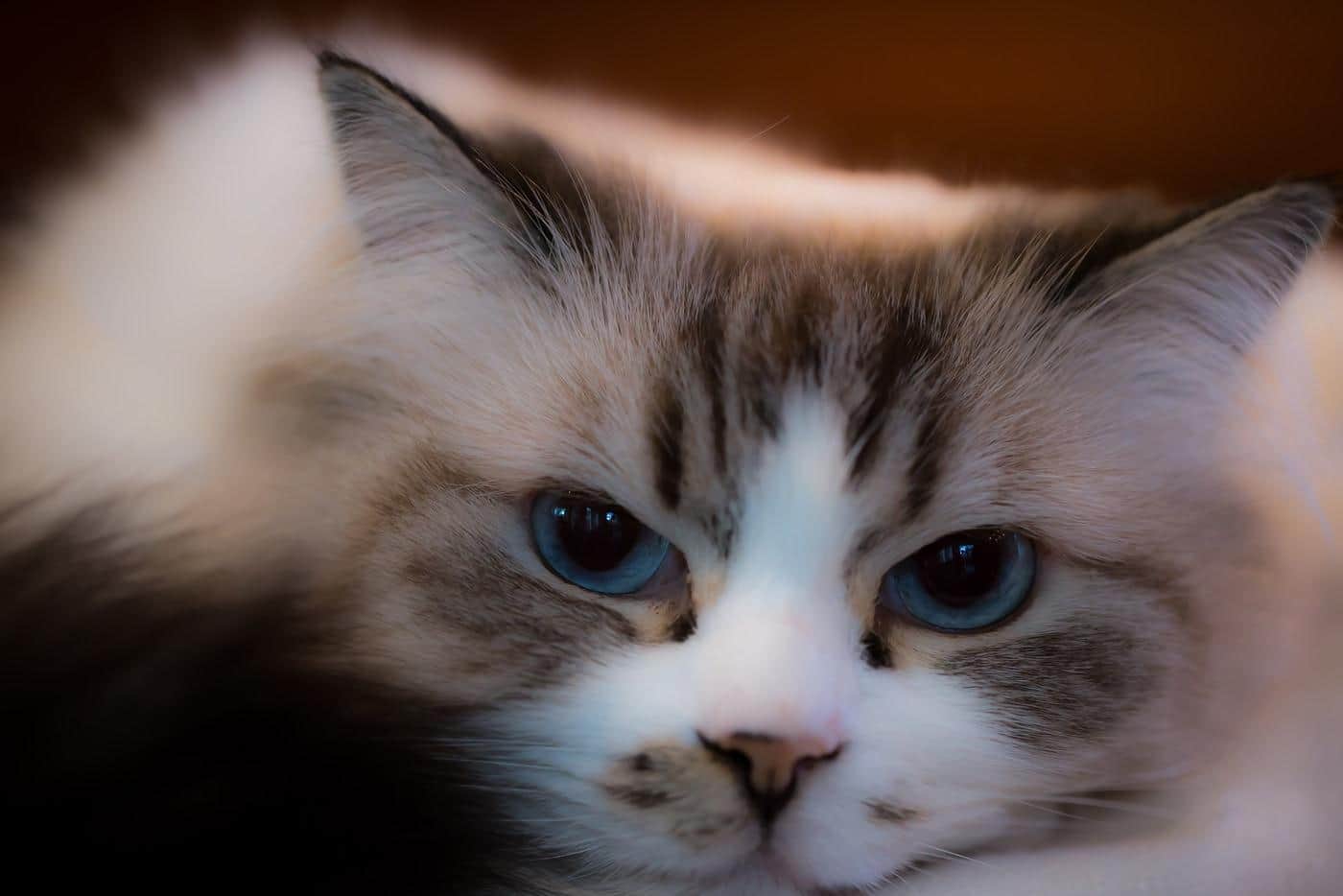 Bonito gato ragdoll con grandes ojos azules.