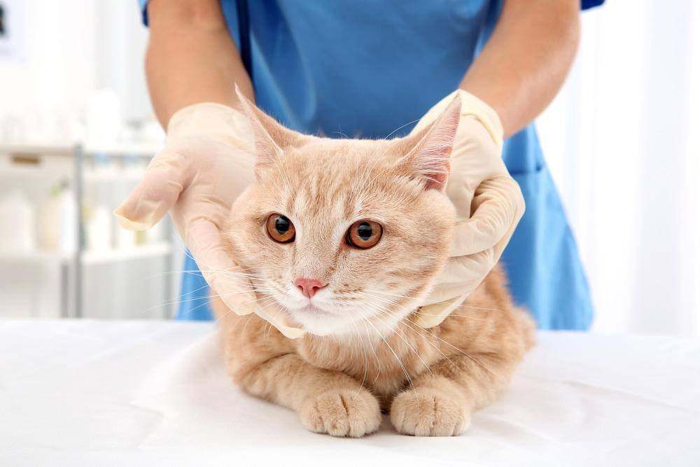 Gato atigrado rojo en una clínica veterinaria