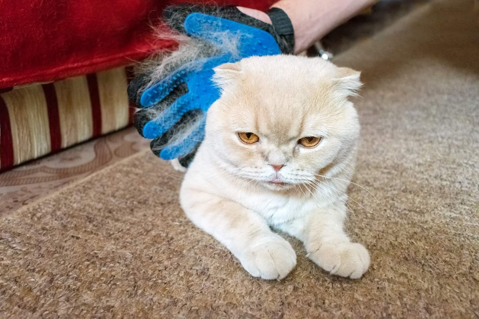 Guante de goma eliminando el exceso de pelo de un gato