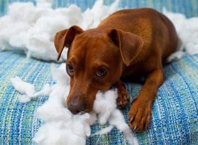 Un perro marrón tumbado en un sofá con expresión abatida tras rasgar un cojín.