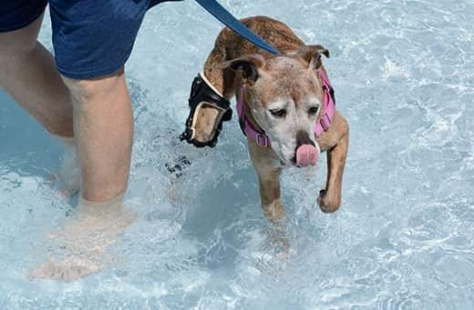 Boxer mestizo de edad avanzada con la cara blanca llevando una rodillera ortopédica mientras nada en una piscina.