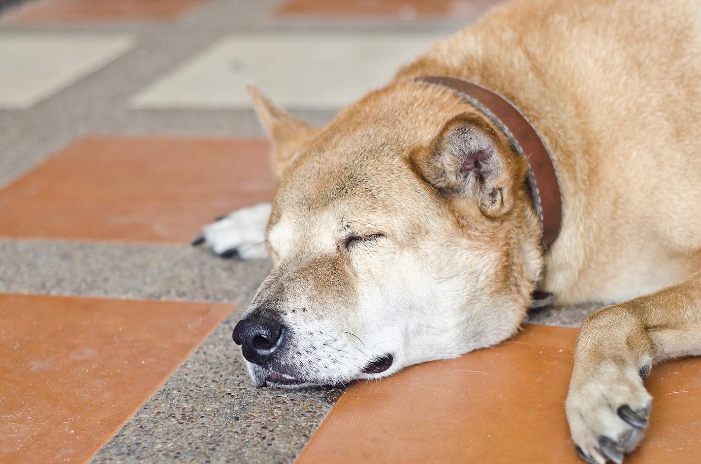 Shiba inu durmiendo en suelo de baldosas naranjas y grises