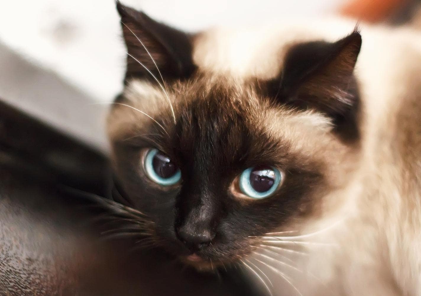 Gatito siamés de ojos azules.