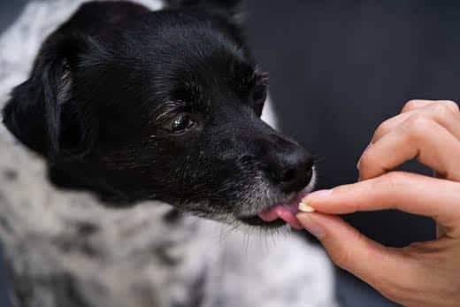 Perro blanco y negro pequeño lamiendo una pastilla de una mano.