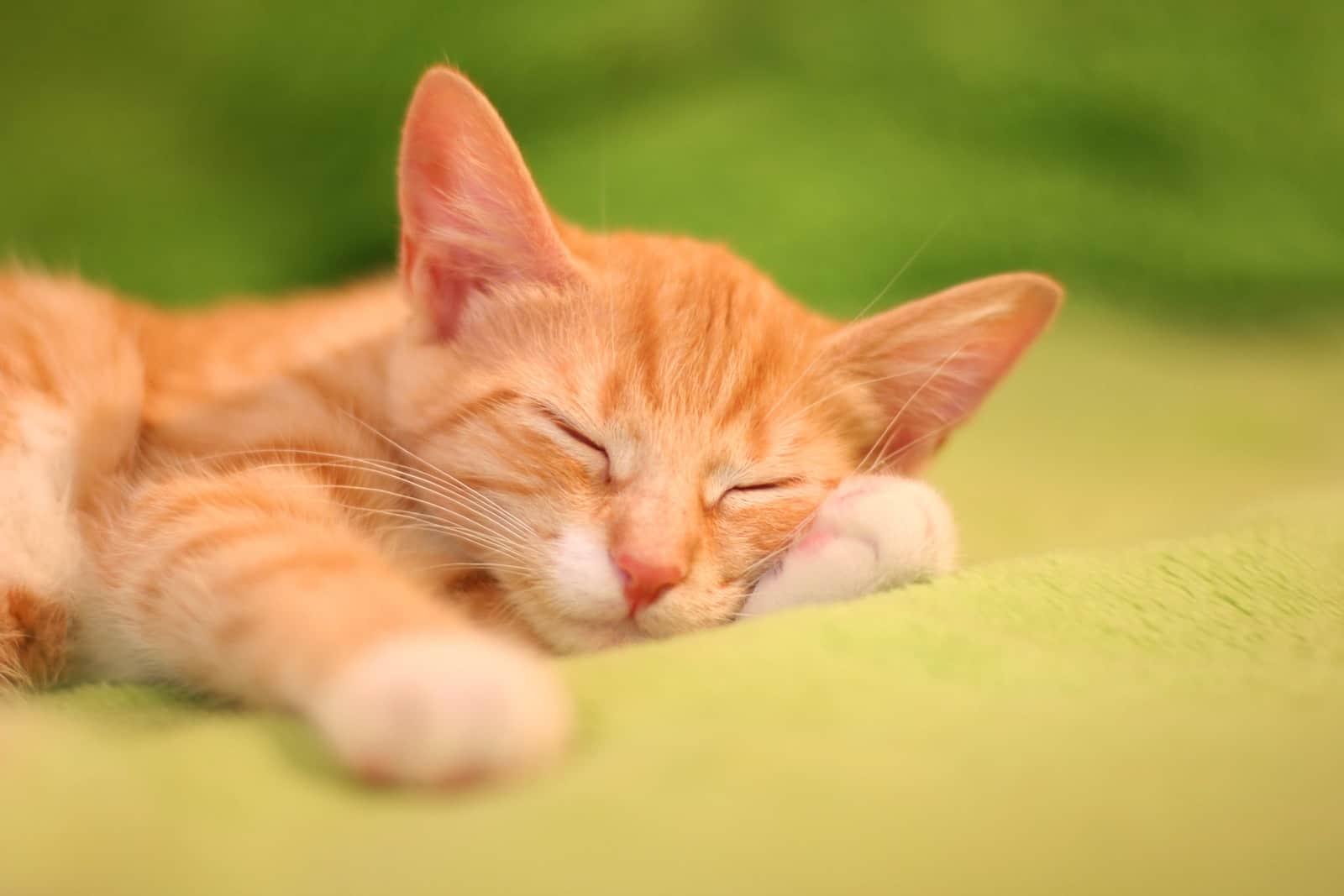 Gatito naranja atigrado durmiendo sobre una manta verde.