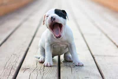Cachorro de american staffordshire terrier, blanco con parche negro en el ojo bosteza sentado sobre tablas de madera