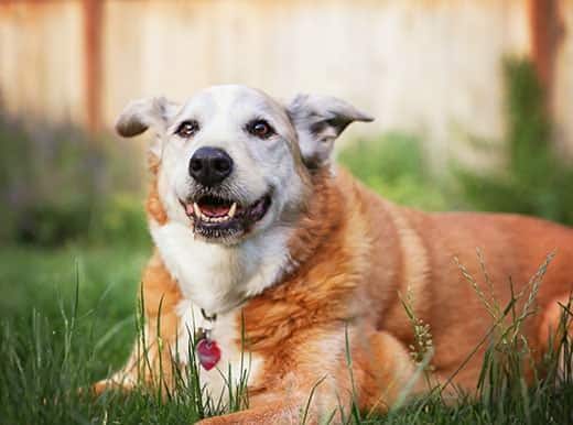 Perro senior acostado sobre la hierba en un jardín sonriendo a cámara 