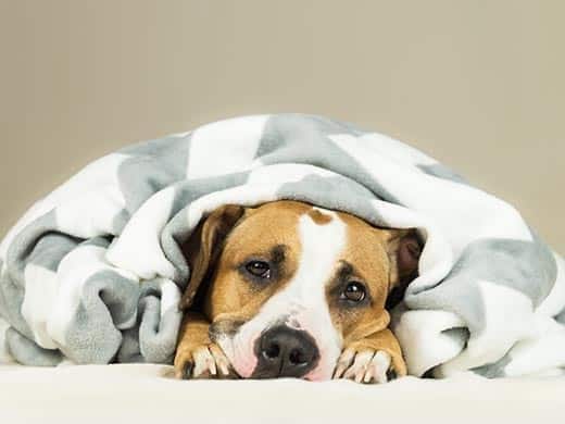 Staffordshire terrier envuelto en una manta.
