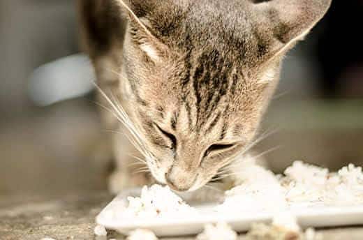 Gato con rayas comiendo arroz de un plato blanco.