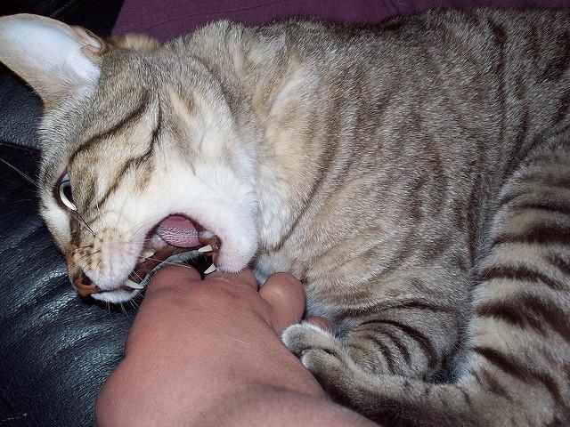Gato atigrado mordisqueando la mano de su propietario sentado en su regazo