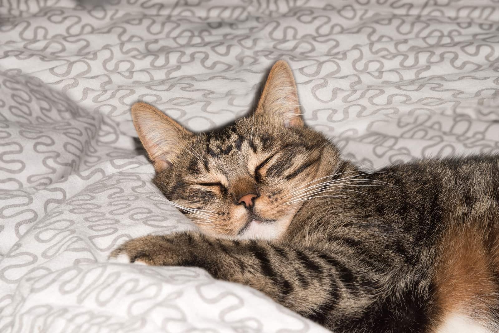 Gato descansando gato en un sofá con fondo desenfocado primer plano de un gato adorable gato doméstico relajado gato descansando gato jugando en casa gato elegante