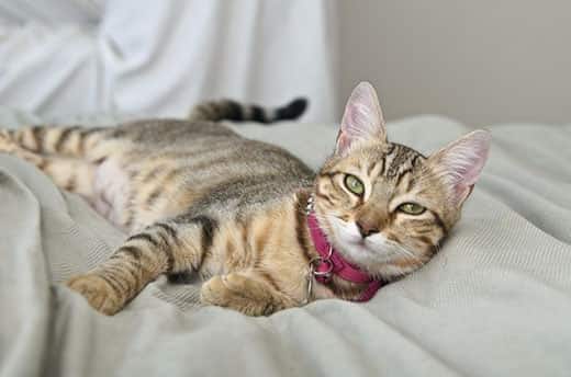 Gato atigrado gris con rayas tumbado en la cama