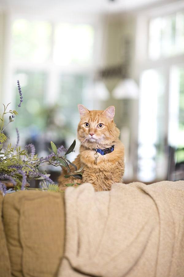 Gato naranja atigrado detrás de un sofá de color canela junto a una lila