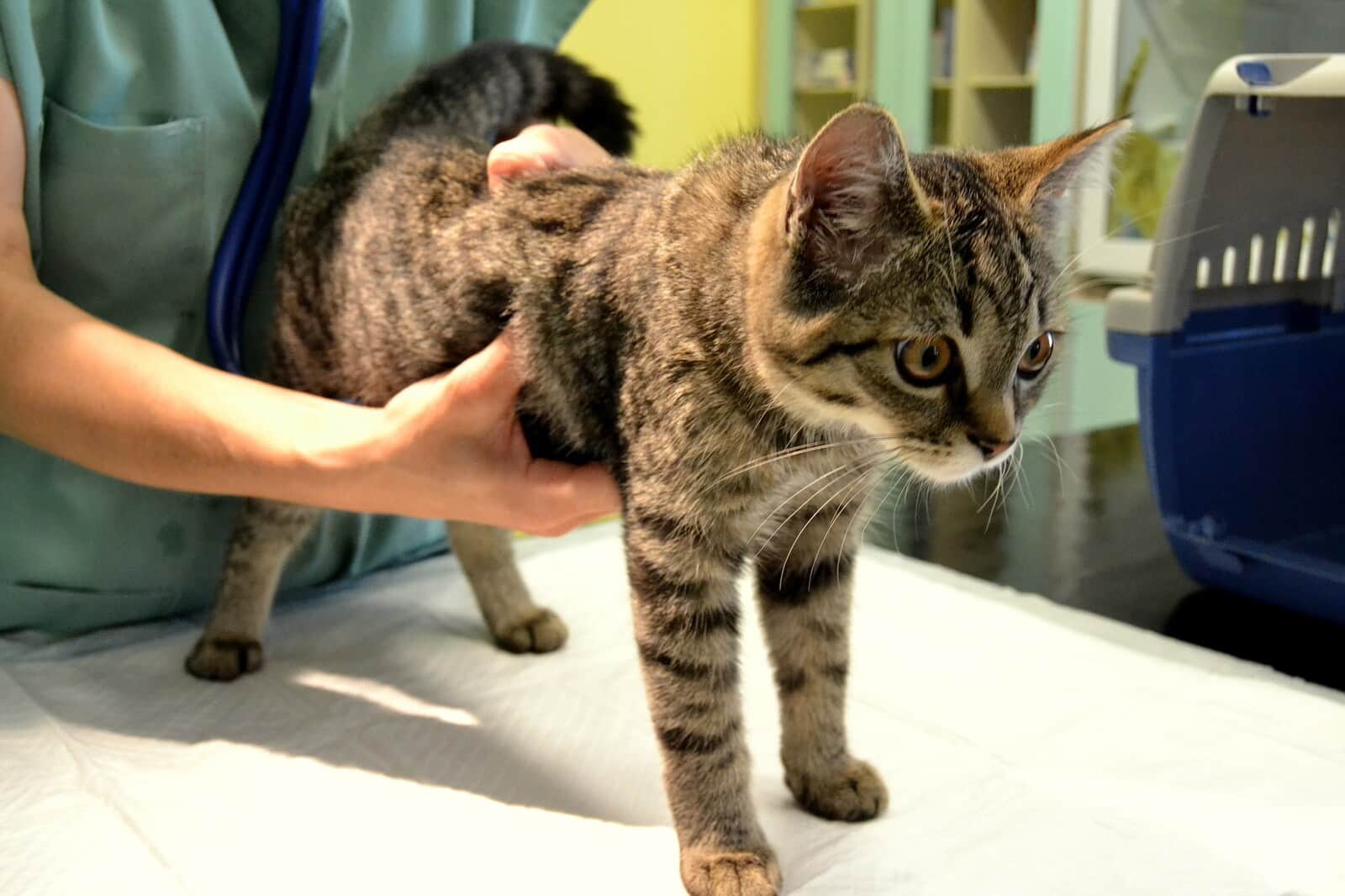 Un veterinario examina a un gatito atigrado marrón sobre una mesa.