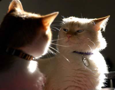 dos gatos, uno loco, (algo de ruido a tamaño real)