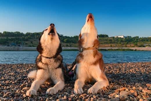 Dos huskies aúllando a la orilla de un lago.