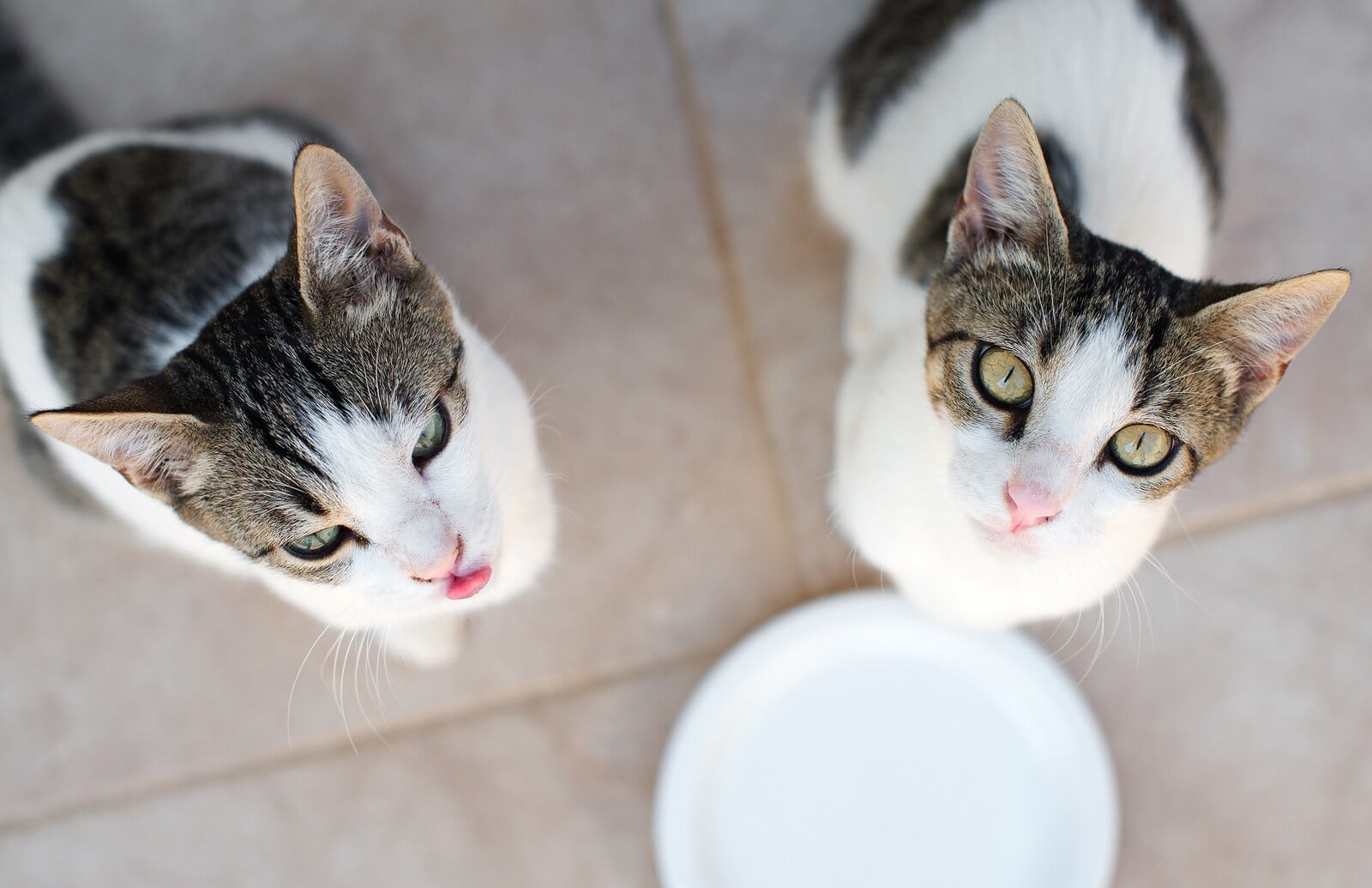 Dos gatos blancos y grises miran hacia arriba con expectación.
