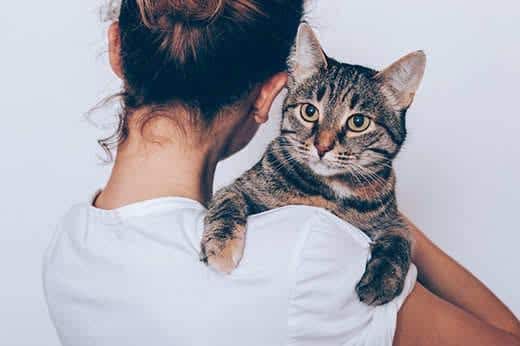 Joven sujeta un gato a rayas de mirada seria en sus brazos. Persona abraza a un animal de compañía sobre un fondo blanco.