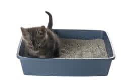 Gato en arenero