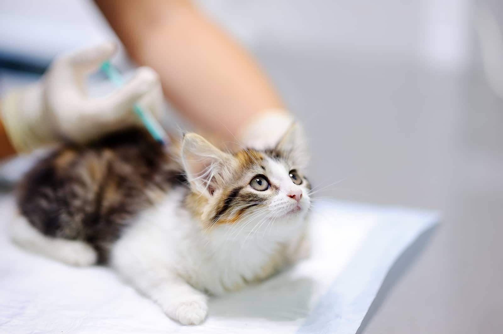 Veterinaria vacunando a un gatito