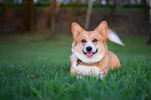 Un corgi galés de Pembroke tumbado sobre la hierba