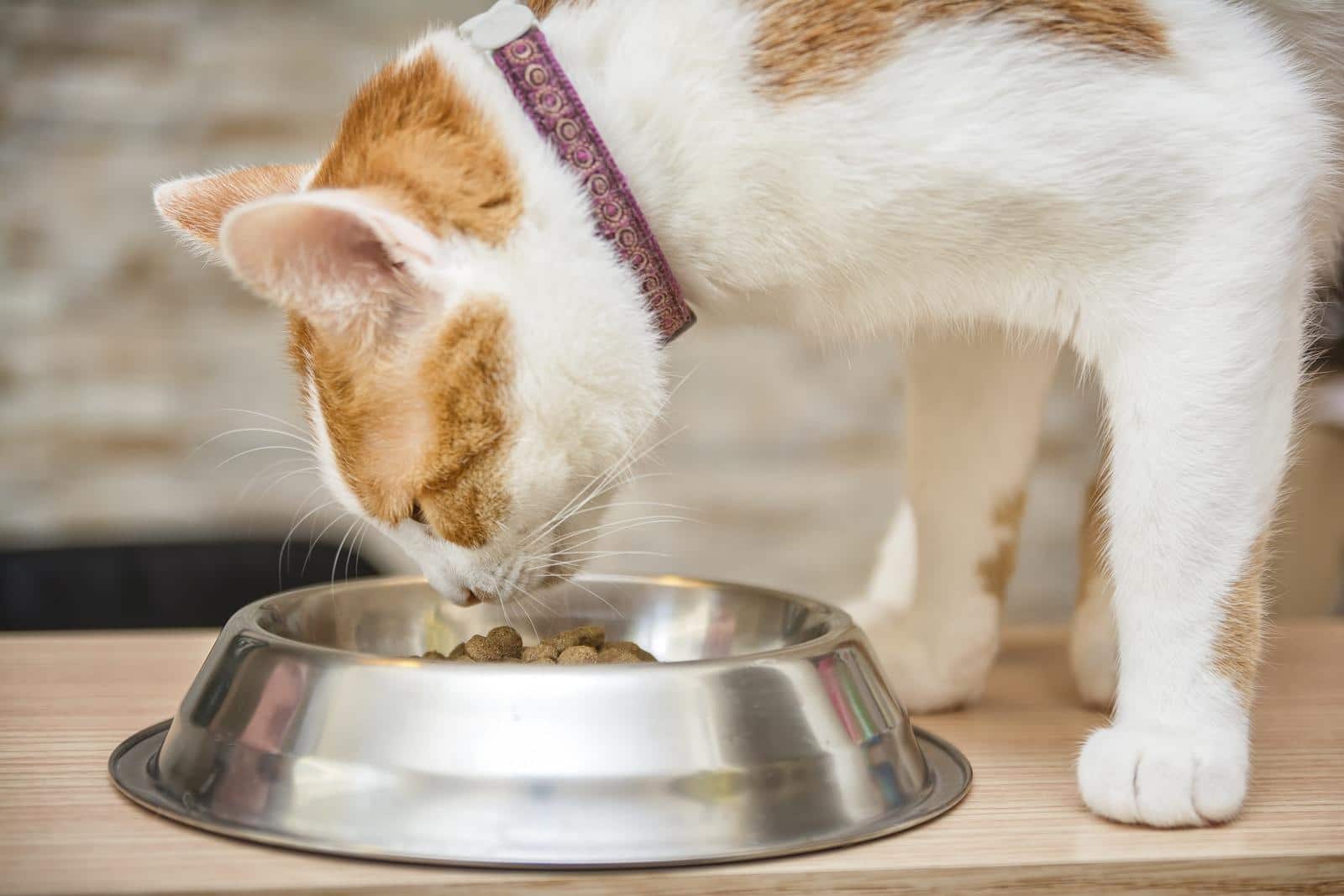 white-and-orange-cat-eating-out-of-bowl White and orange cat with collar on eating out of metal bowl
