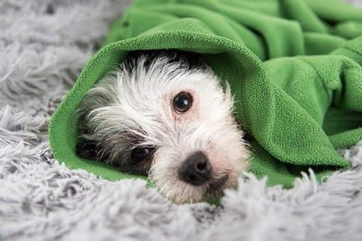 Perro blanco y negro tumbado sobre una alfombra envuelto en un jersey verde.