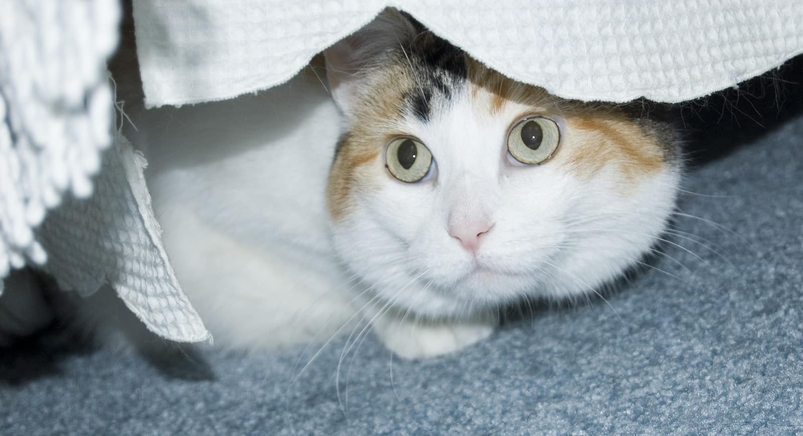 Un gato tricolor se oculta bajo una cama.